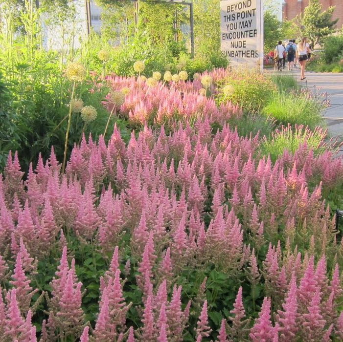 Astilbe chinensis 'Vision in Pink'  - Vision in Pink Chinese Astilbe - Shipped