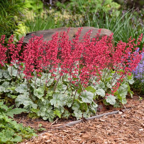 Heuchera 'Dolce Spearmint' PP31281  - Dolce® Spearmint Heuchera - Shipped