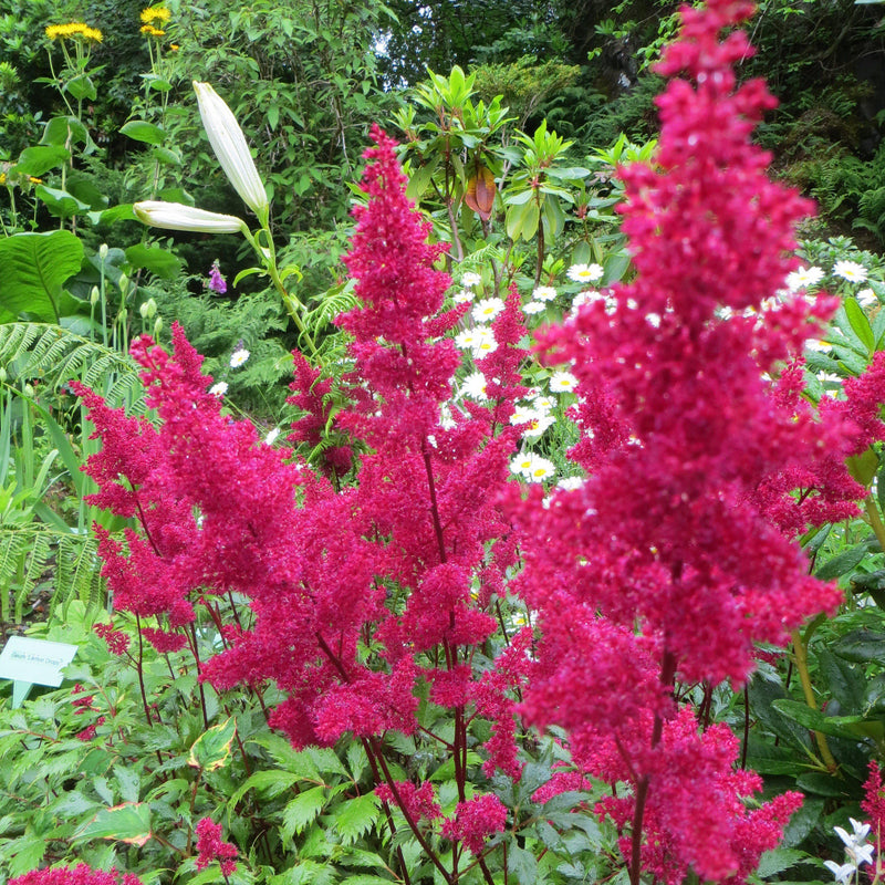Montgomery Japanese Astilbe - Shipped