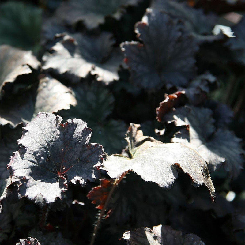 Frosted Violet Coral Bells - Shipped