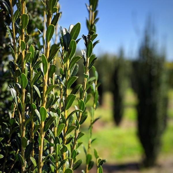 Ilex crenata 'Sky Pencil'  - Sky Pencil Japanese Holly - Shipped