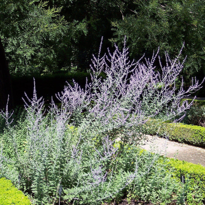 Perovskia atriplicifolia  - Russian Sage - Shipped