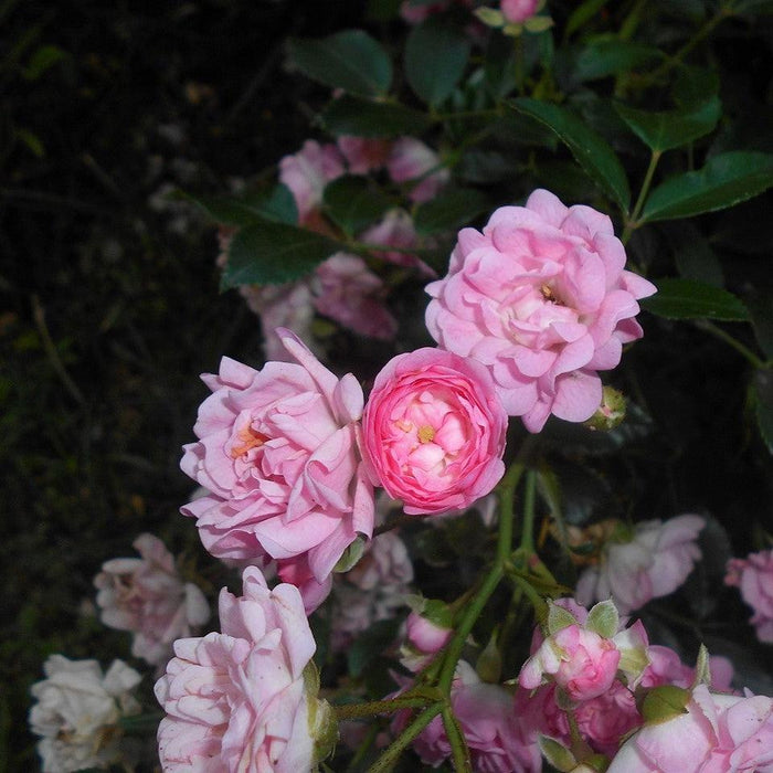 The Fairy Rose - Shipped