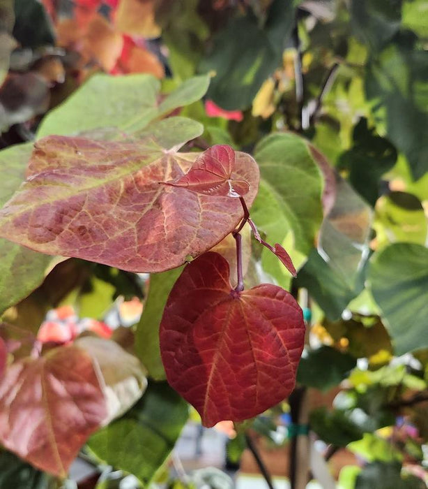 EASTERN REDBUD (CERCIS CANADENSIS) `Hearts A Fire` - In Store Pickup