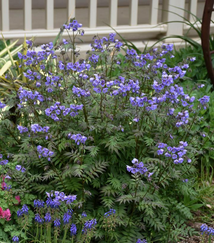 Jacobs Ladder (Polemonium) "Stairway to Heaven" - In Store Pickup