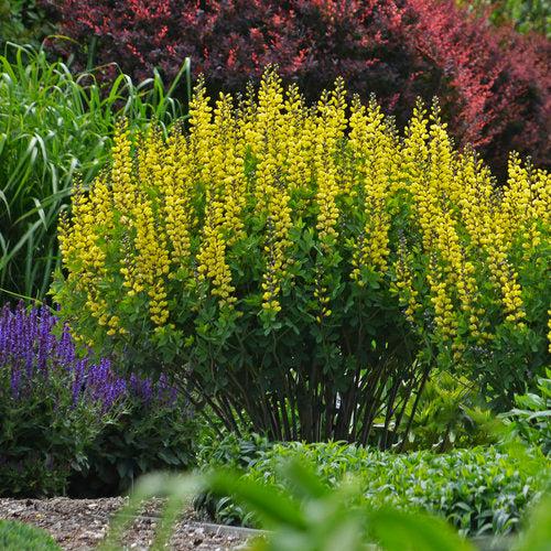 Decadence® Lemon Meringue Baptisia - Shipped