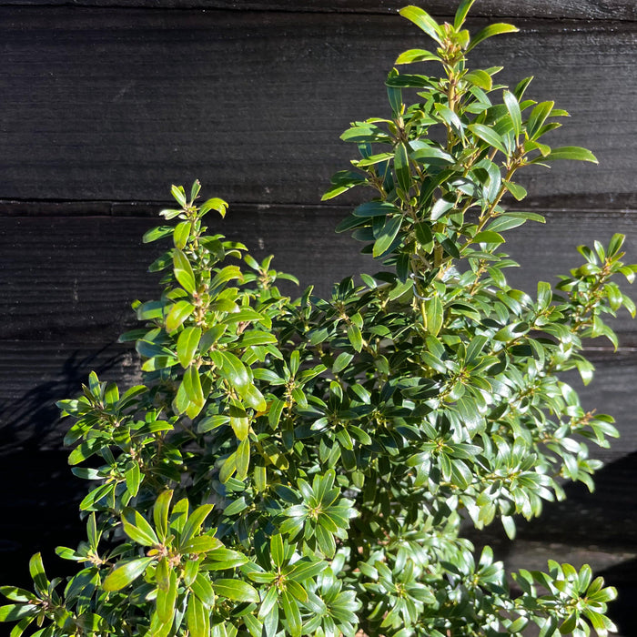 Ilex glabra 'SMNIGAB17'  - Gem Box® Inkberry Holly - Shipped