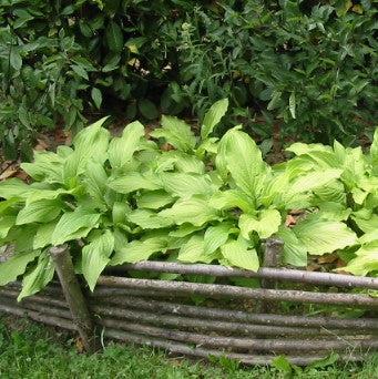 Hosta 'Dancing Queen'  - Dancing Queen Hosta - Shipped