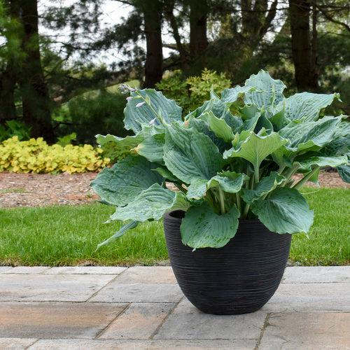 Hosta 'Diamond Lake' PP30769  - PW® Shadowland® Diamond Lake Hosta - Shipped