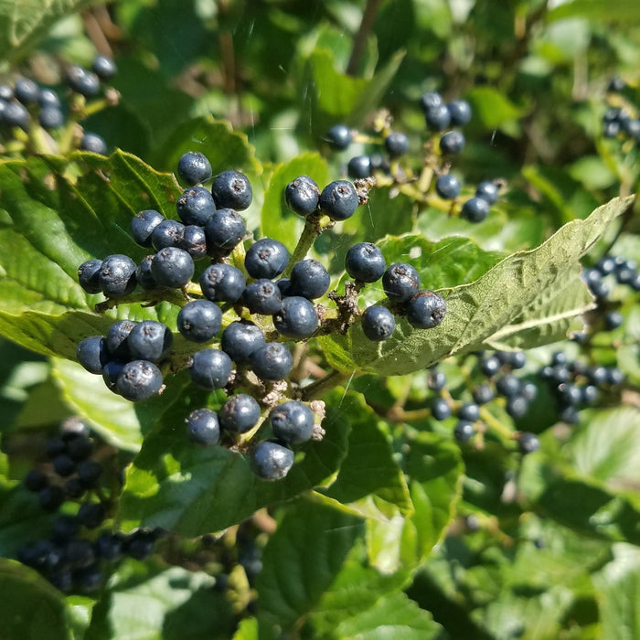 Blue Blaze™ Viburnum - Shipped