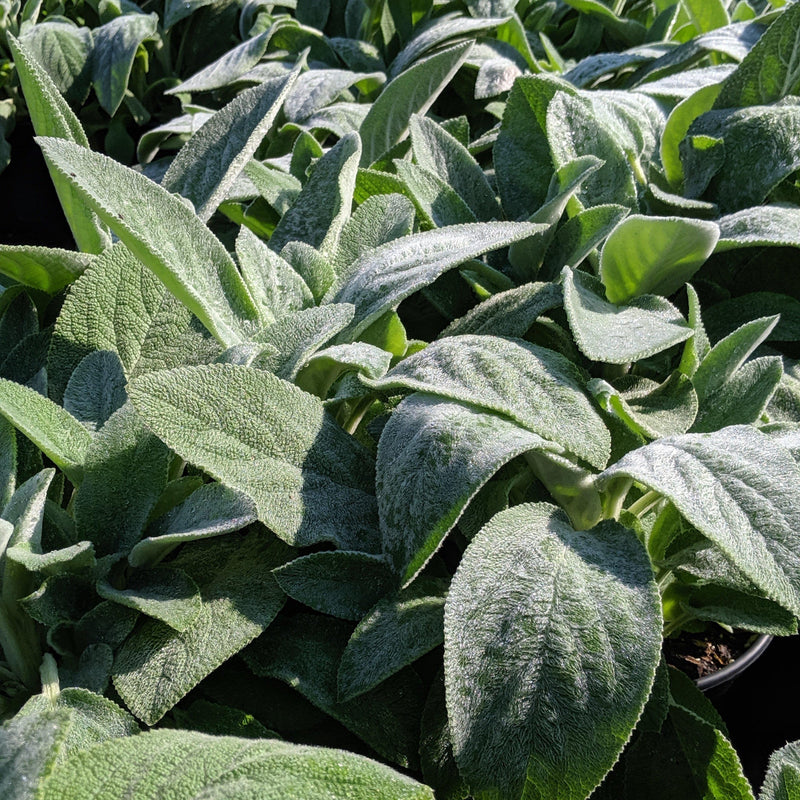 Giant Lamb's Ear - Shipped