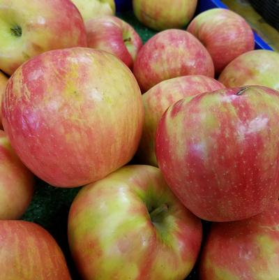 APPLE (MALUS)  `HONEY CRISP` - In Store Pickup