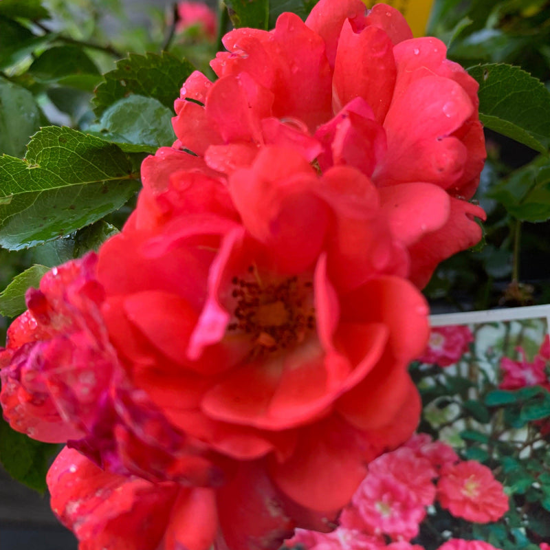 Coral Drift® Rose - Shipped