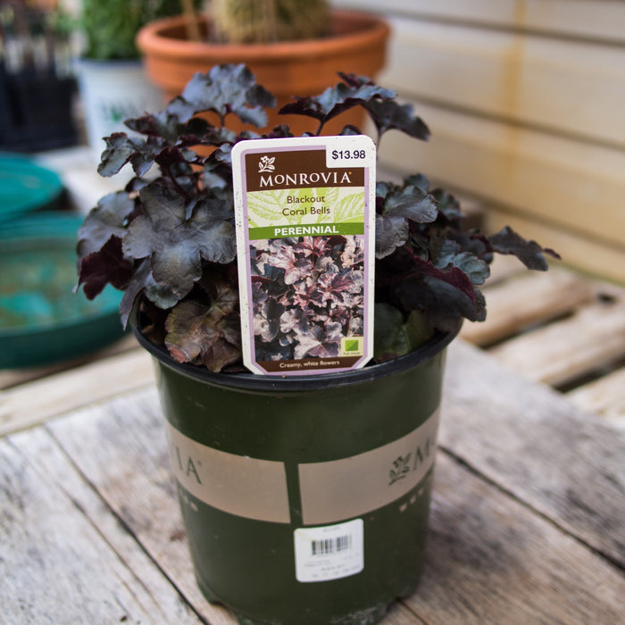 Heuchera 'Blackout'  - Blackout Coral Bells - Shipped