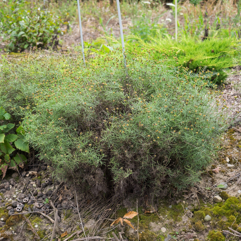 Moonbeam Threadleaf Coreopsis - Shipped