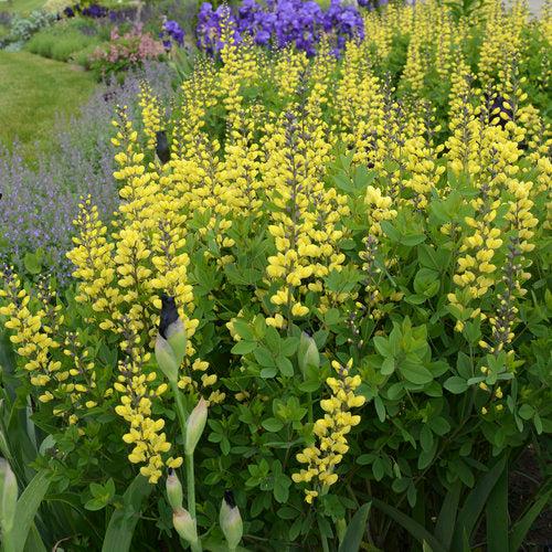 Decadence® Lemon Meringue Baptisia - Shipped