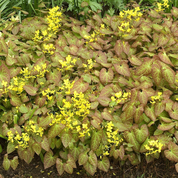 Epimedium x perralchicum 'Frohnleiten'  - Frohnleiten Barrenwort, Bishop's Hat - Shipped