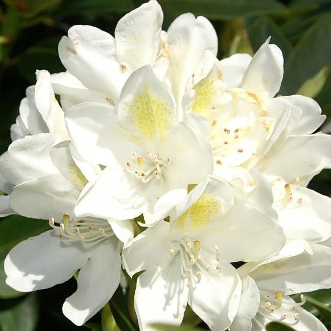 Chionoides Rhododendron - Shipped