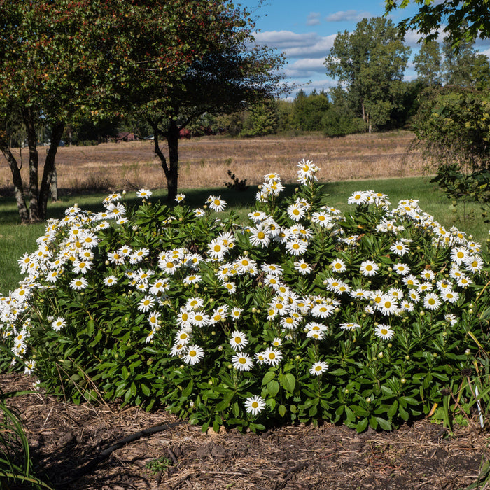 Nippon Daisy - Shipped