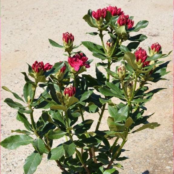 Nova Zembla Rhododendron - Shipped