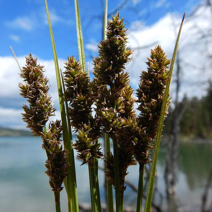 Carex vulpinoidea  - Fox Sedge - Shipped