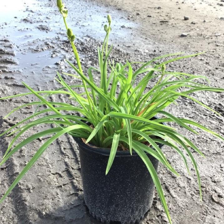 Stella de Oro Daylily - Shipped