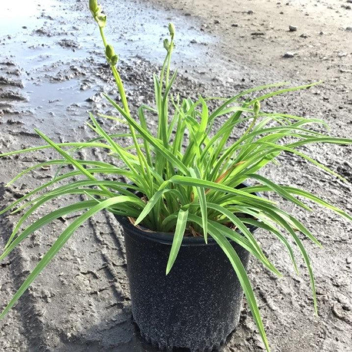 Stella de Oro Daylily - Shipped