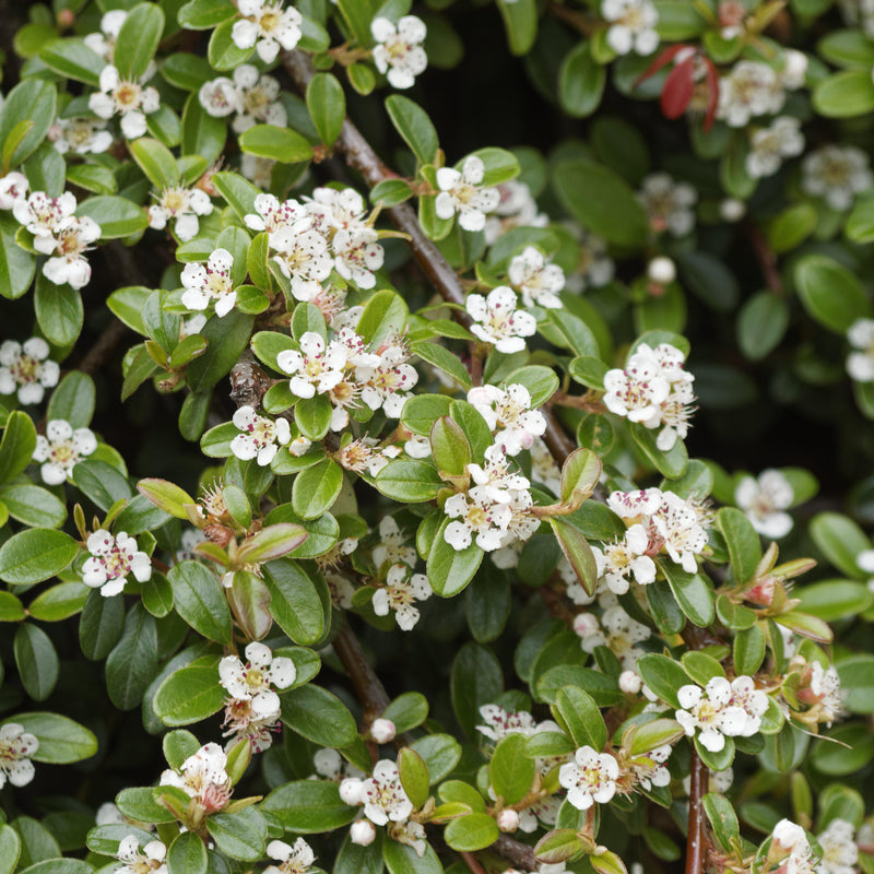 Coral Beauty Cotoneaster - Shipped