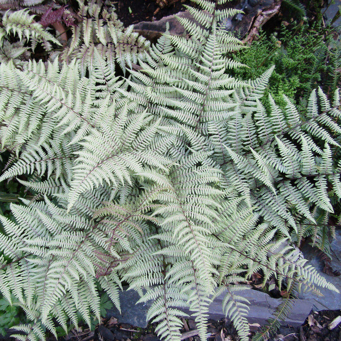 Athyrium 'Ghost'  - Ghost Fern - Shipped