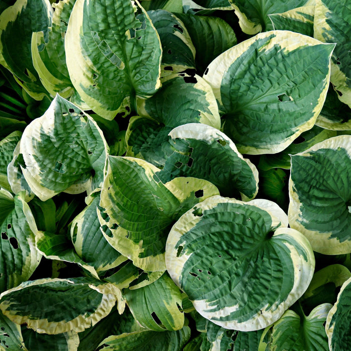 Hosta 'Earth Angel'  - Earth Angel Hosta - Shipped