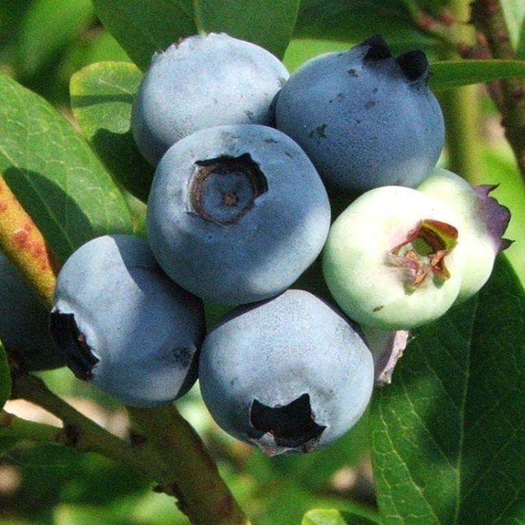 Jersey Highbush Blueberry - Shipped