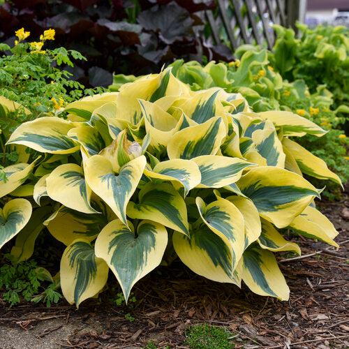 PW® Shadowland® Autumn Frost Hosta - Shipped