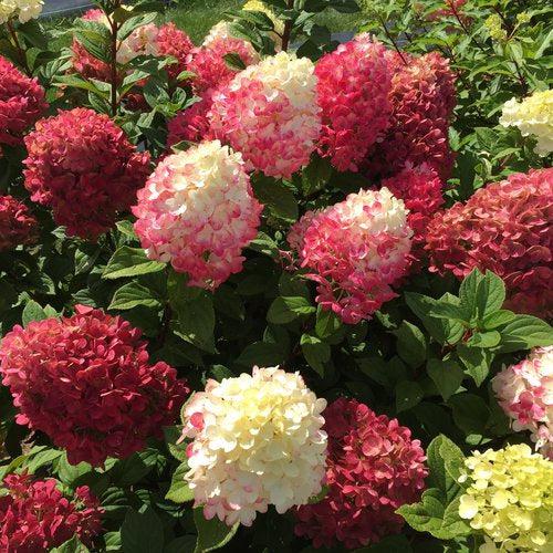 Proven Winners® Little Lime Punch® Hydrangea - Shipped
