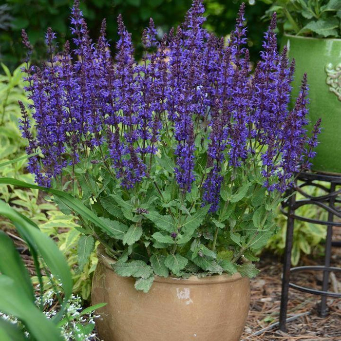 Salvia 'Violet Riot'  - Color Spires® Violet Riot Salvia - Shipped