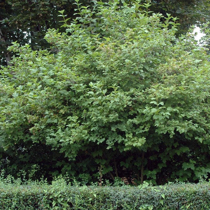 Viburnum opulus 'Roseum'  - Eastern Snowball - Shipped