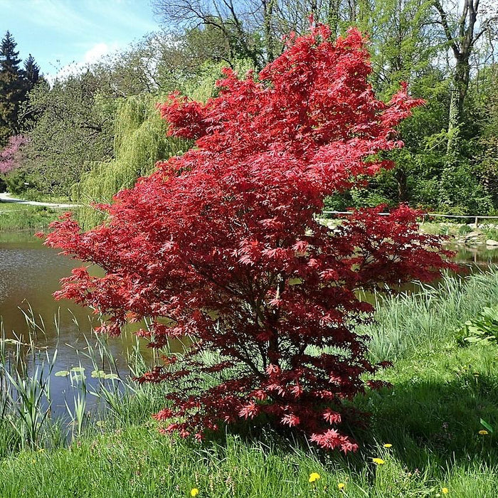 Acer palmatum 'Bloodgood'  - Japanese Maple 'Bloodgood' - Shipped