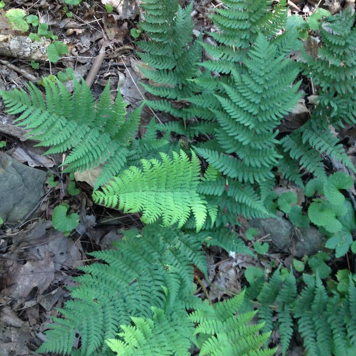 Dryopteris marginalis  - Eastern Wood Fern, Leatherwood Fern - Shipped