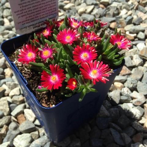 Delosperma cooperi 'Jewel of Desert Garnet'  - Jewel of Desert® Garnet Ice Plant - Shipped