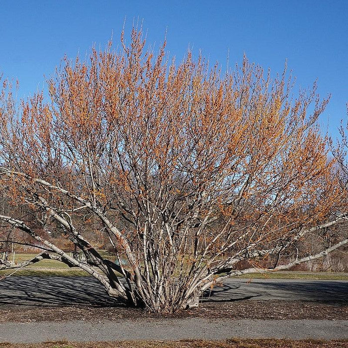 Hamamelis vernalis  - Ozark Witch Hazel - Shipped