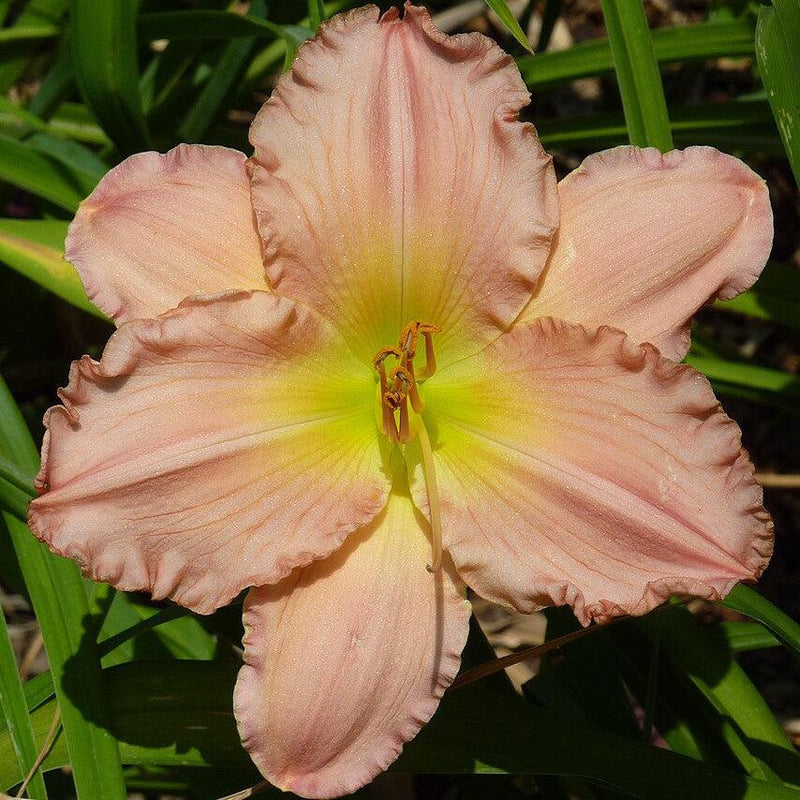 Jolyene Nichole Daylily - Shipped