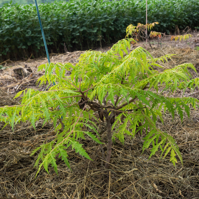 First Editions® Tiger Eyes Staghorn Sumac - Shipped