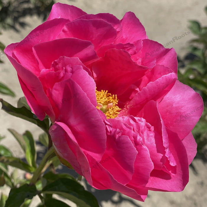 Paeonia lactiflora 'Paula Fay'  - Paula Fay Peony - Shipped