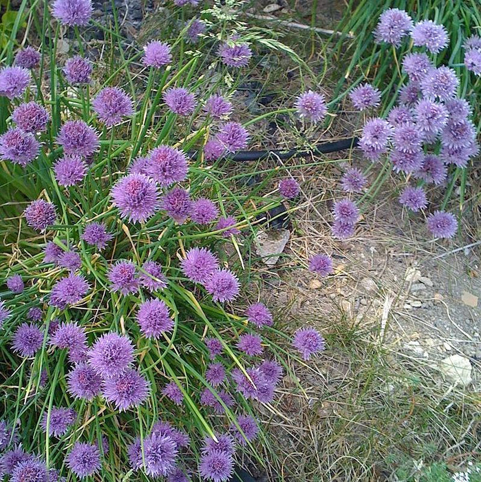 Allium 'Medusa'  - Medusa Ornamental Onion - Shipped