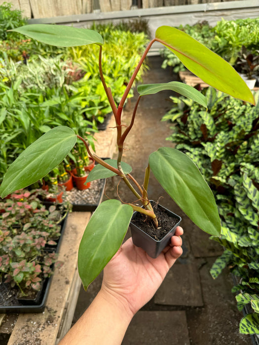 philodendron ernestii red Philodendron Red Emerald — The Gardeners' Choice