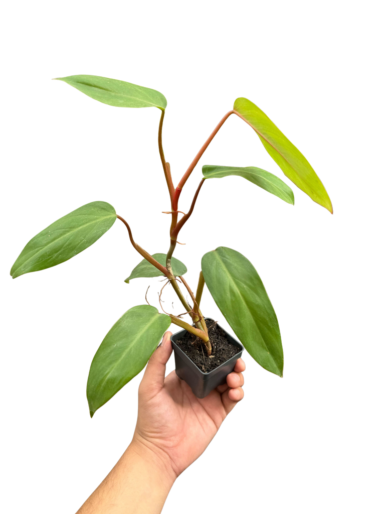 is red emerald philodendron rare Philodendron Red Emerald — The Gardeners' Choice