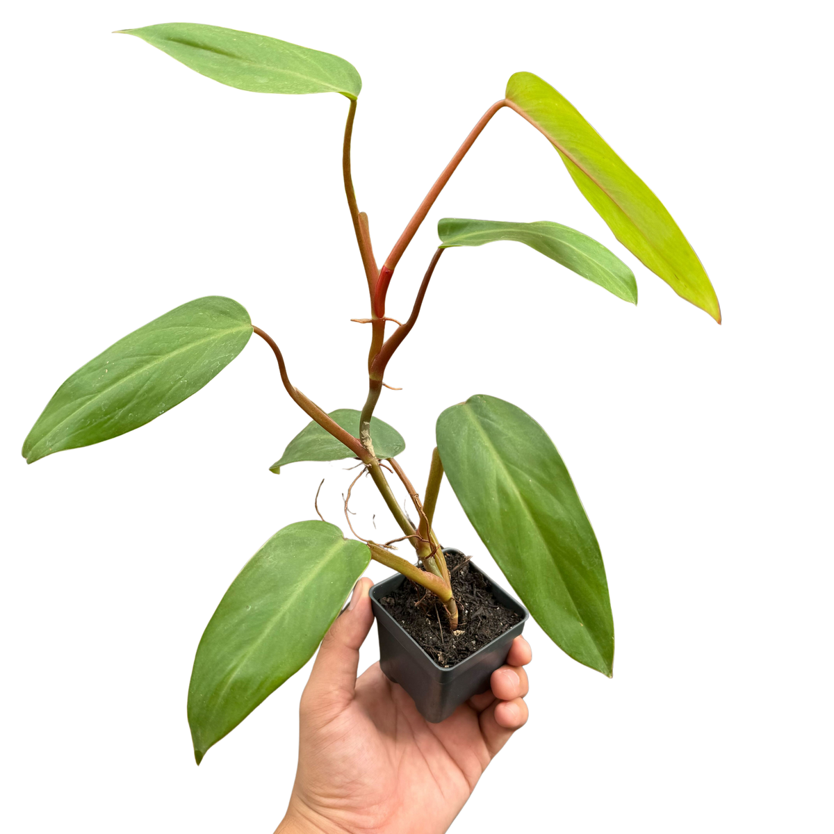Philodendron Red Emerald — The Gardeners' Choice