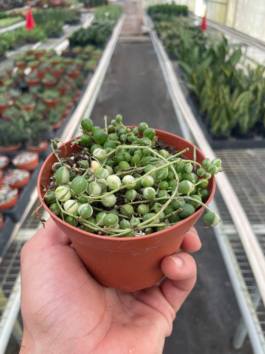 Succulent 'String of Pearls' Variegated