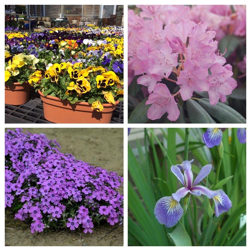 Goodbye 2025 and Welcome 2026.  Spring will be here before you know it!