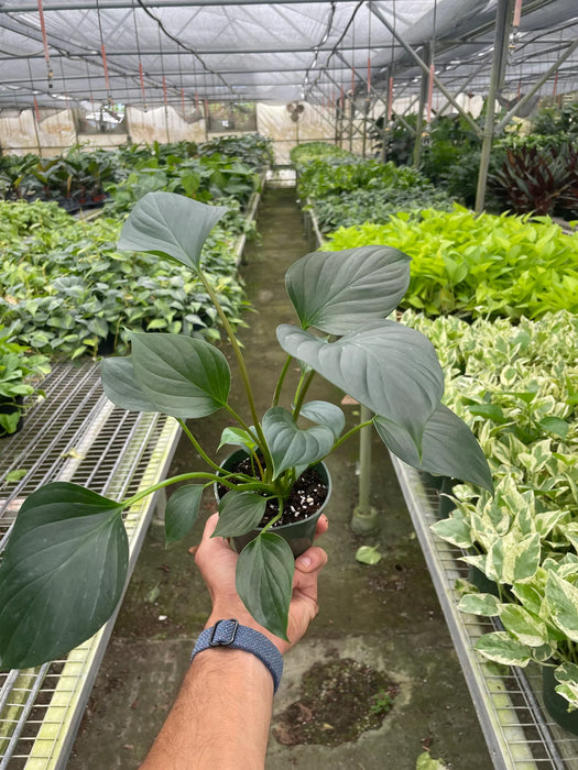 Homalomena 'Emerald Gem'