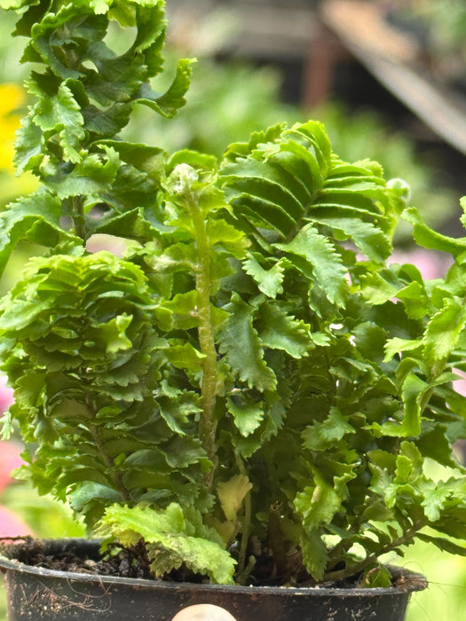 'Emina' Fern - 4" Pot